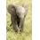 Userbild von elefantie