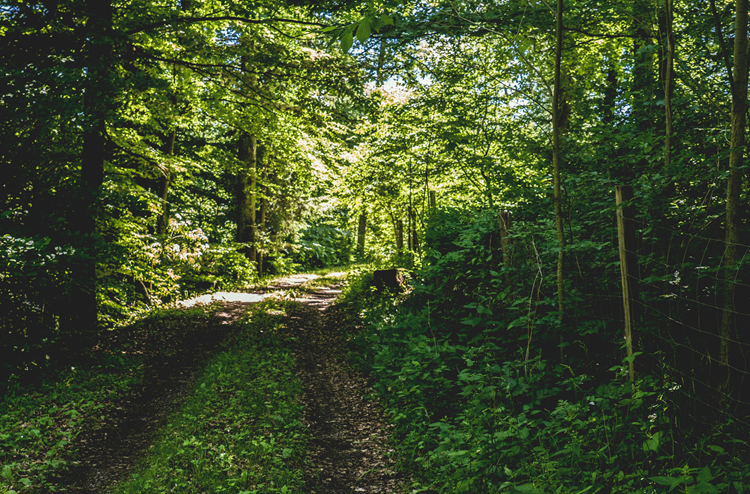 mit dem Gravelbike auf Waldwegen
