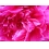 Userbild von alenaart