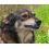 Userbild von Team17