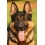 Userbild von GermanShepherd91
