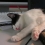Userbild von FrauFuchs